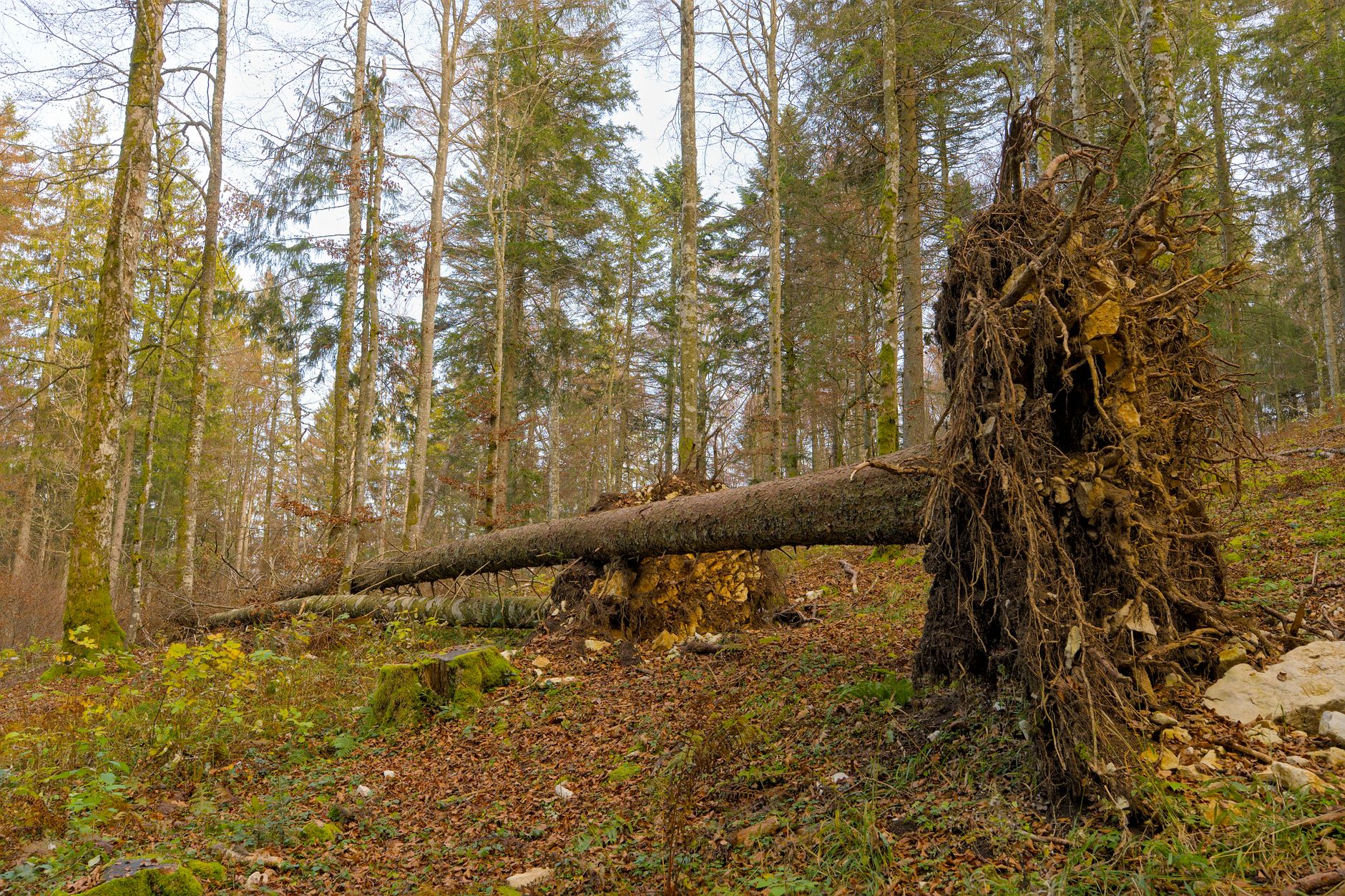 Enlèvement Arbre Urgence équipe à Arcueil